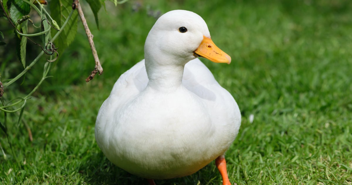 「おむすび」みたいな世界最小のアヒルに「体は名を表すw」「海苔、多め」の声