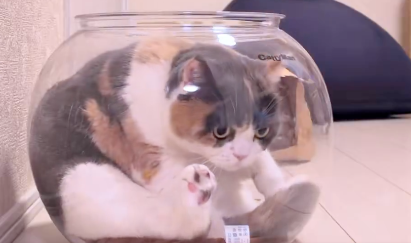 「出方が下手すぎるw」金魚鉢でくつろぐ猫、“どんくさかわいい”予想外の動きに2.6万「いいね」