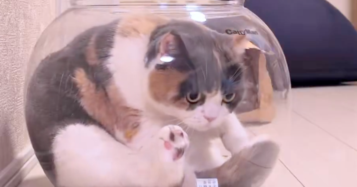 「出方が下手すぎるw」金魚鉢でくつろぐ猫、“どんくさかわいい”予想外の動きに2.6万「いいね」