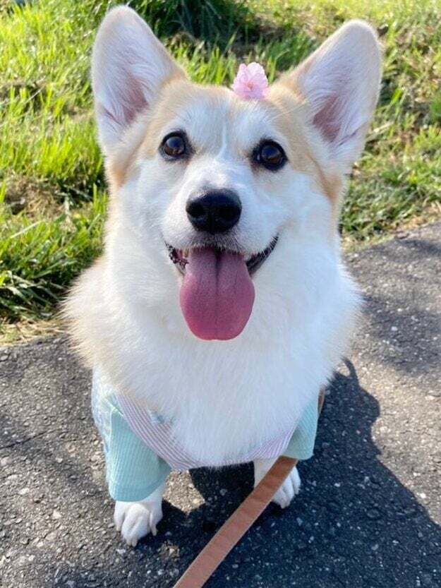あんずちゃん