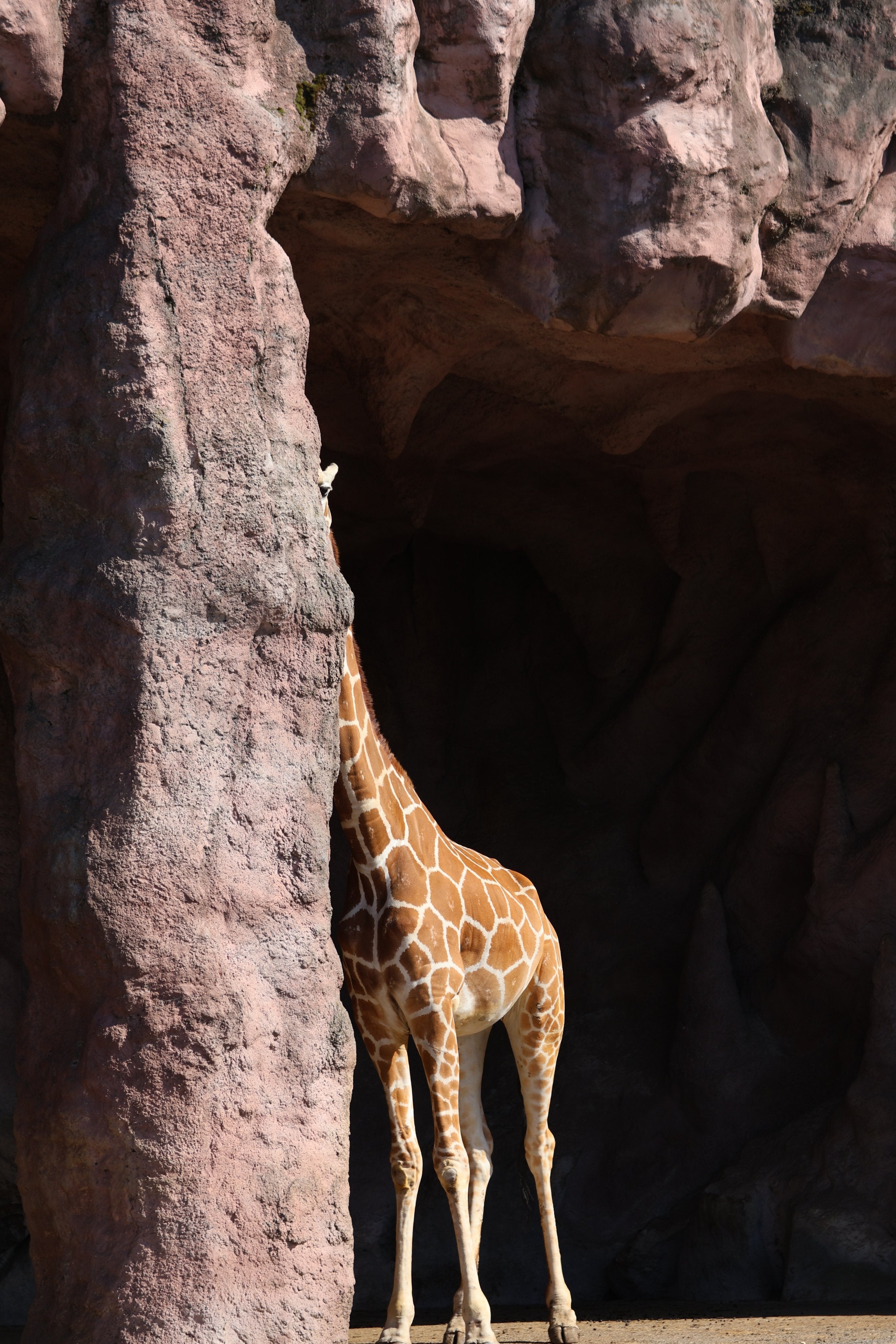 キリンが隠れて『家政婦は見た』してたw⇨飼育員の隙を伺う様子に「チョッパーみたい」と爆笑