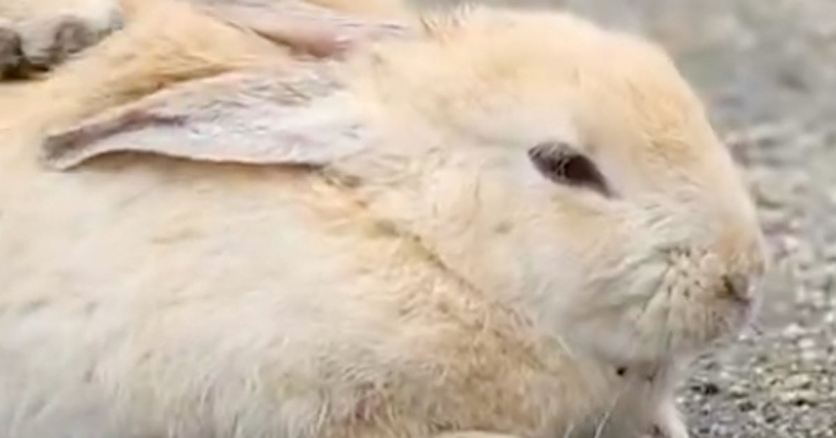 うさぎが“もふもふおてて”でマッサージ？⇨「私も受けたい」と癒される人続出