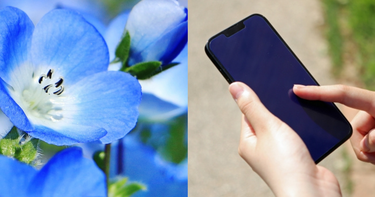 ネモフィラを“青い絨毯”に撮るコツは？プロ伝授の“スマホでできる簡単テク”に1万「いいね」