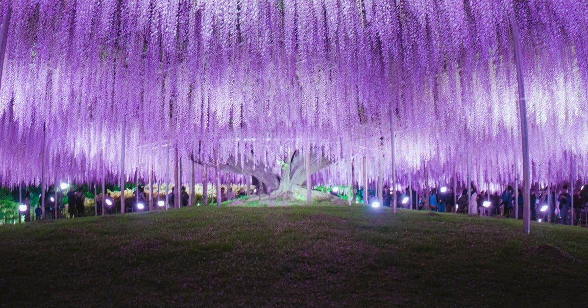 花火のように広がる満開の藤の花に「これは圧巻」「こんな構図見たことない」と絶賛の声