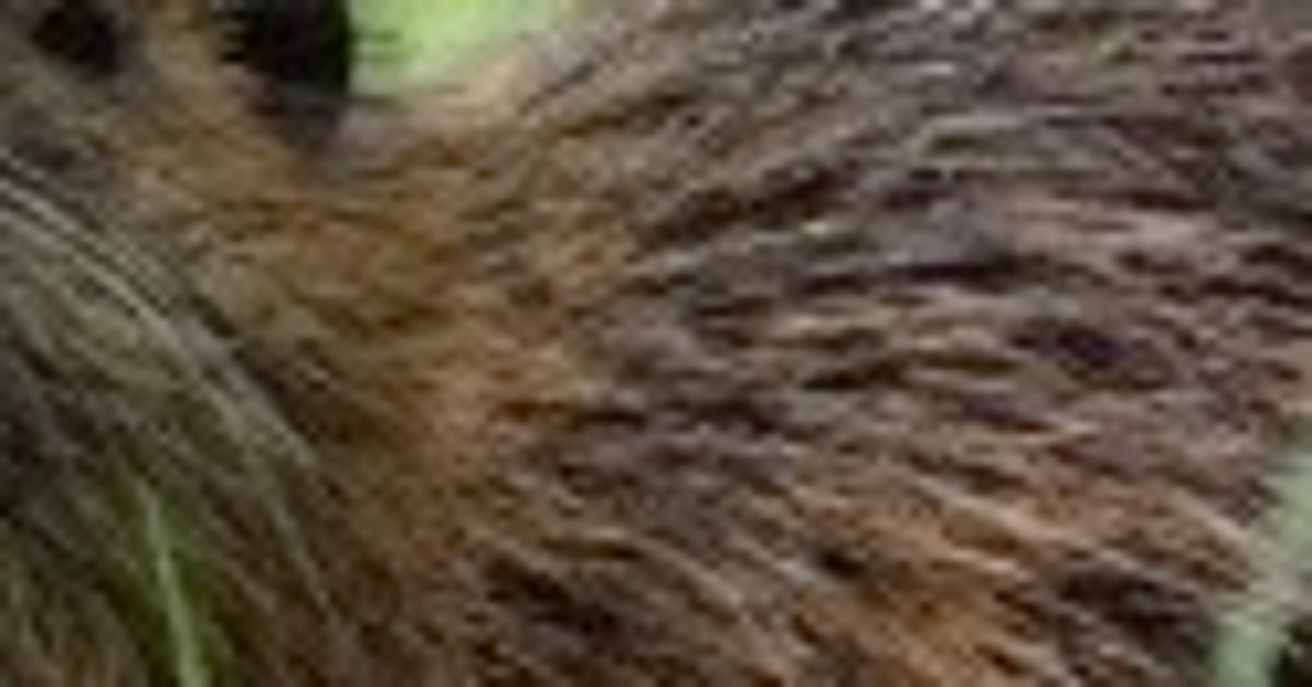 川やため池にいる「茶色い動物」、絶対に触らないで。実は“特定外来生物”、行政も注意喚起