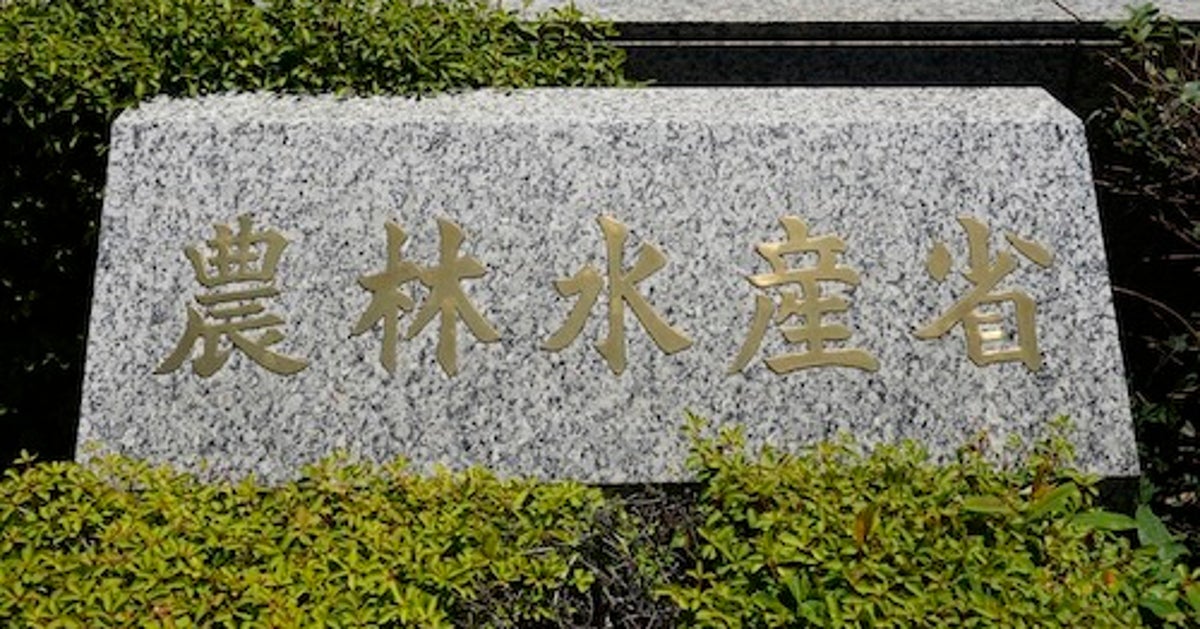 その白い花、駆除しないと大変なことに…「近所で茂ってる」「すぐ生える」千葉豪雨で心配の声も
