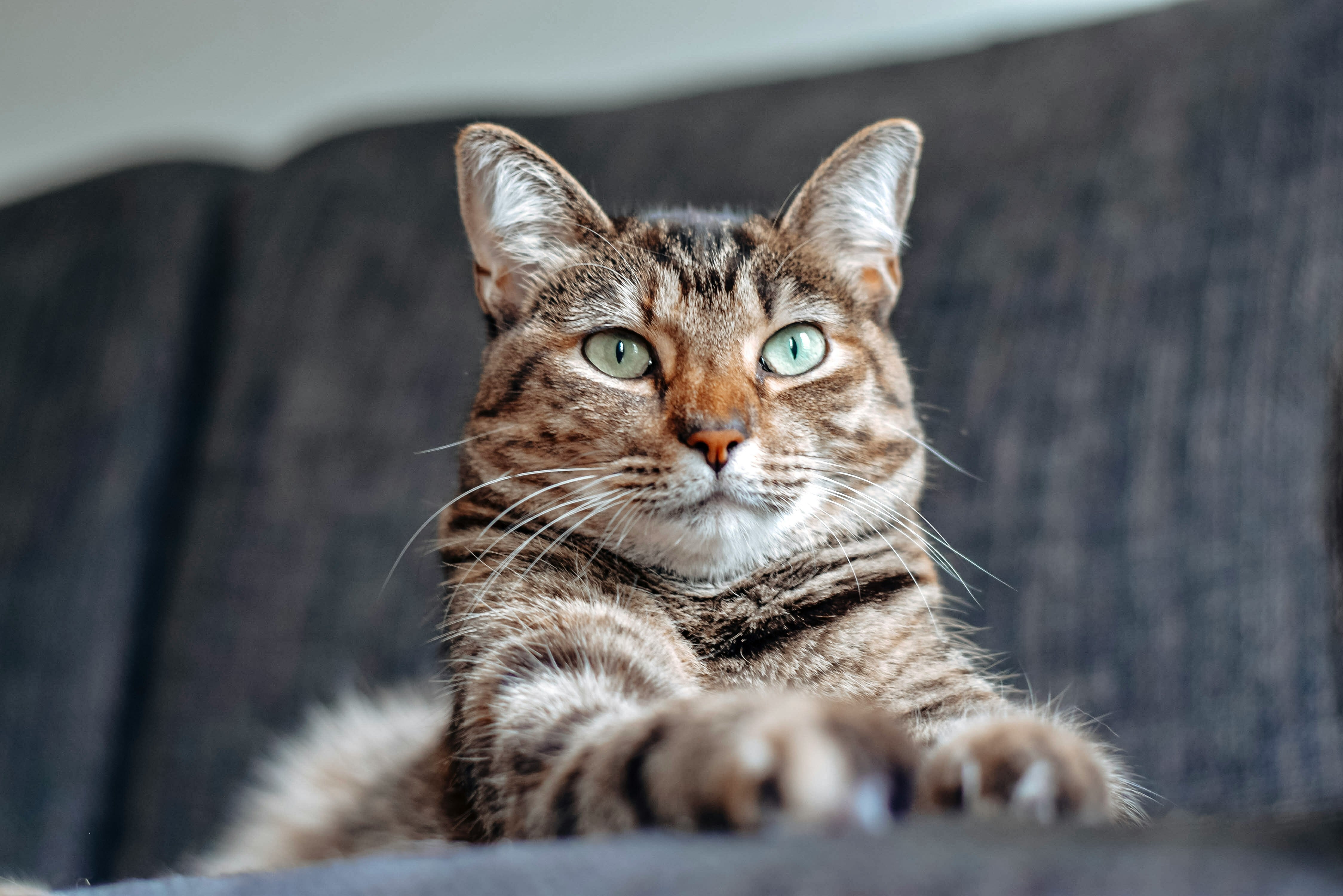 Researchers Have Found The Simplest Way To Help Your Cat Live Longer