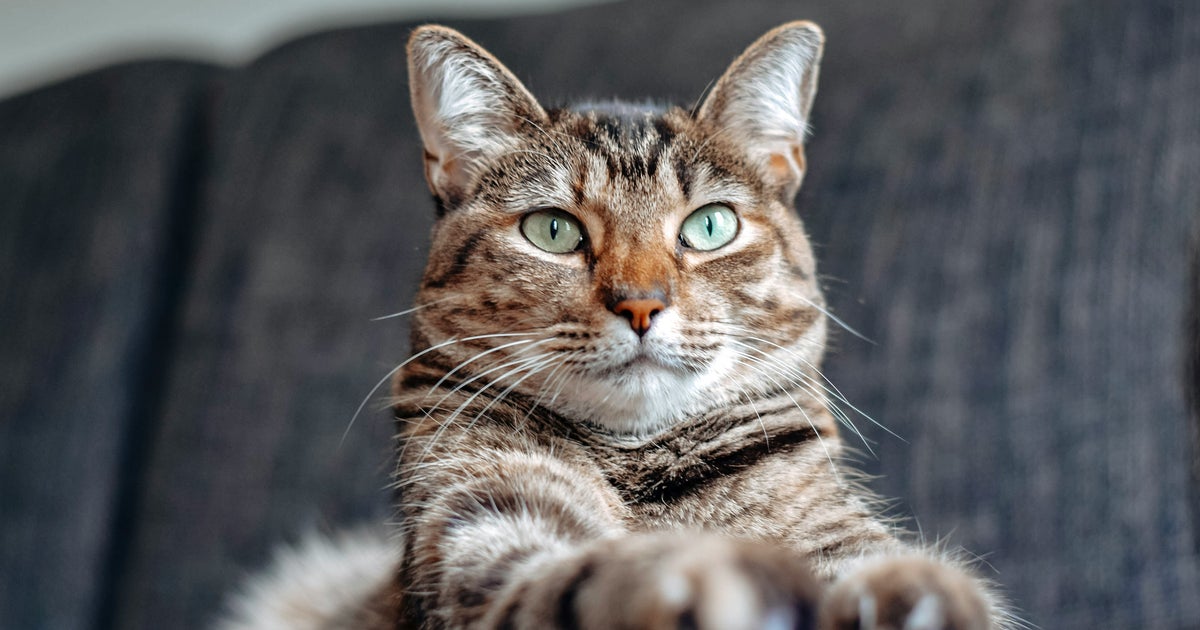 Researchers Have Found The Simplest Way To Help Your Cat Live Longer
