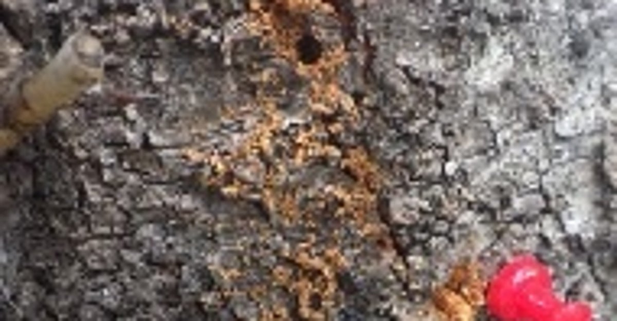 樹木に謎の茶色い物体が…「放置は絶対にダメ」東京・世田谷区が写真を公開「見つけたら連絡を」