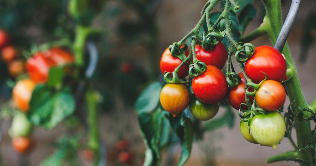 Why Gardeners Should Use Paintbrushes On Their Tomatoes