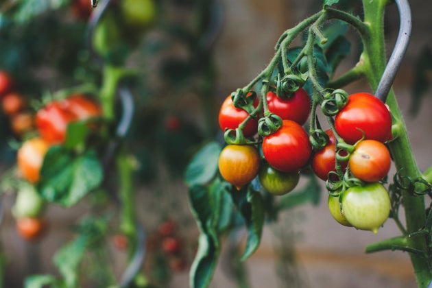 Why Gardeners Should Use Paintbrushes On Their Tomatoes