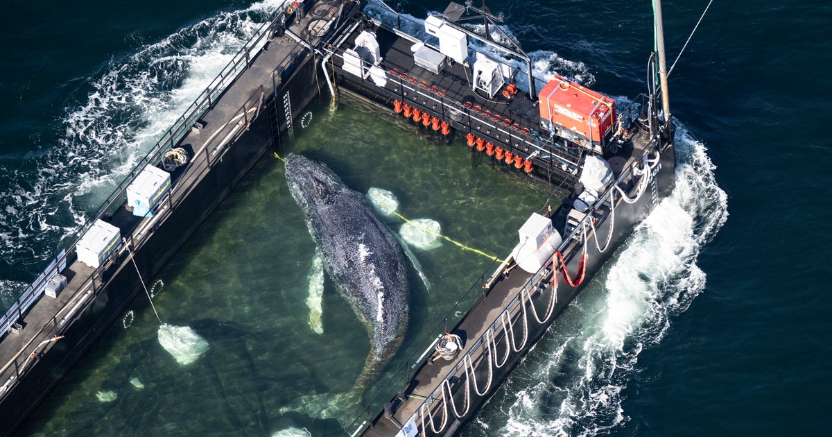 Barge Carrying Formerly Stranded Humpback Whale Journeys To North Sea