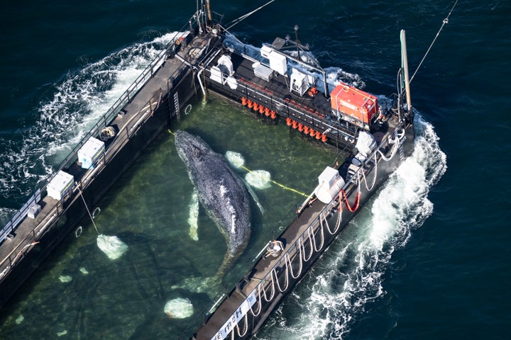 The humpback whale known as Timmy being transported by barge towards the North Sea.