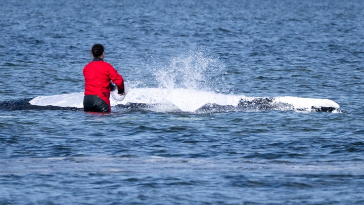A helper moistens the whale's back with wet cloths on April 27.