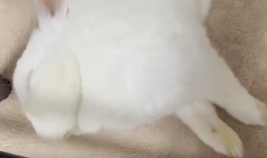 ウサギが“ぐっすり熟睡”するとこうなる⇨まさかの寝相に「尊い」「可愛すぎてびっくり」の声