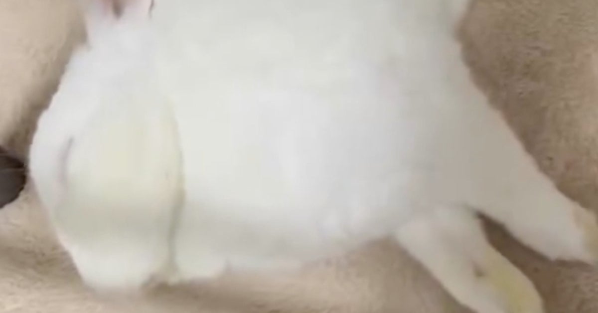 ウサギが“ぐっすり熟睡”するとこうなる⇨まさかの寝相に「尊い」「可愛すぎてびっくり」の声