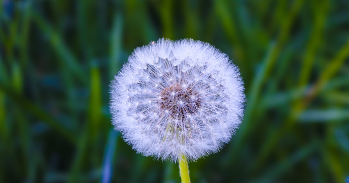 パンダを“タンポポの綿毛とビオラ”で作ってみた⇨GWにぴったりの工作に「可愛すぎる！」の声