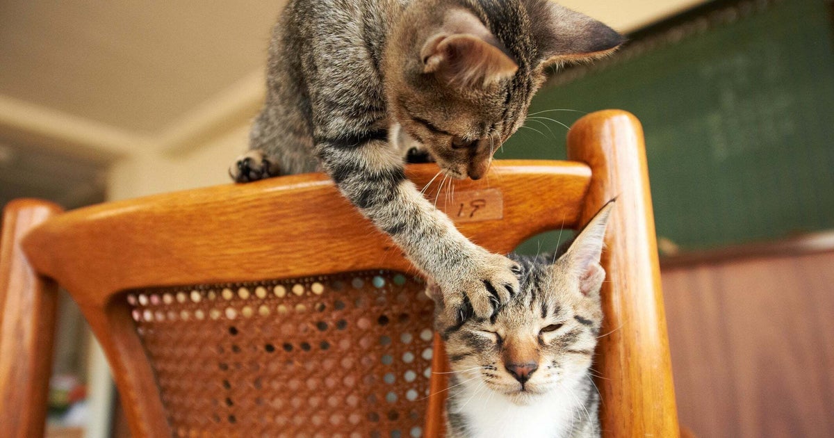 “猫パンチ”を繰り返し…。同居人の猫から「敵」認定？⇒悩める相談者への回答はズバリ「動きが獲物すぎる」