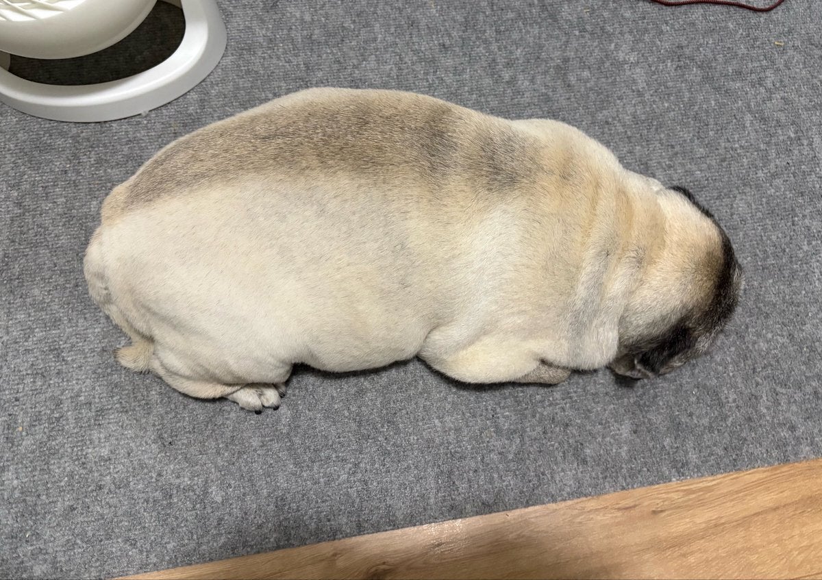 14歳のパグ犬の寝相が「生牡蠣にしか見えない」⇨「異論なし」「大粒のプリプリ」と爆笑