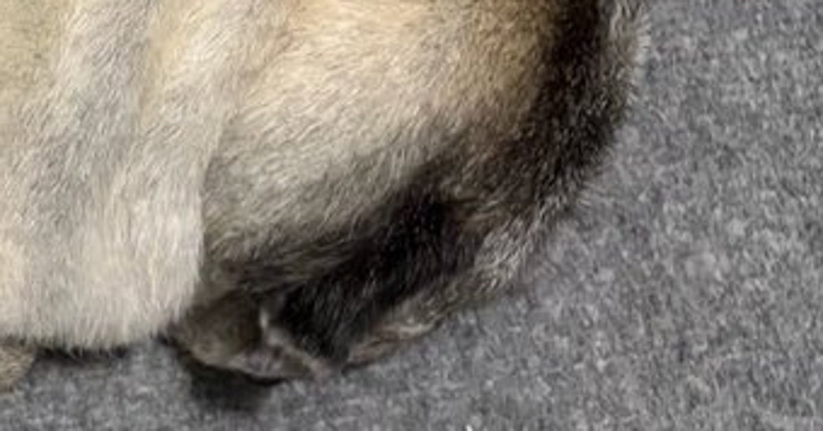 14歳のパグ犬の寝相が「生牡蠣にしか見えない」⇨「異論なし」「大粒のプリプリ」と爆笑