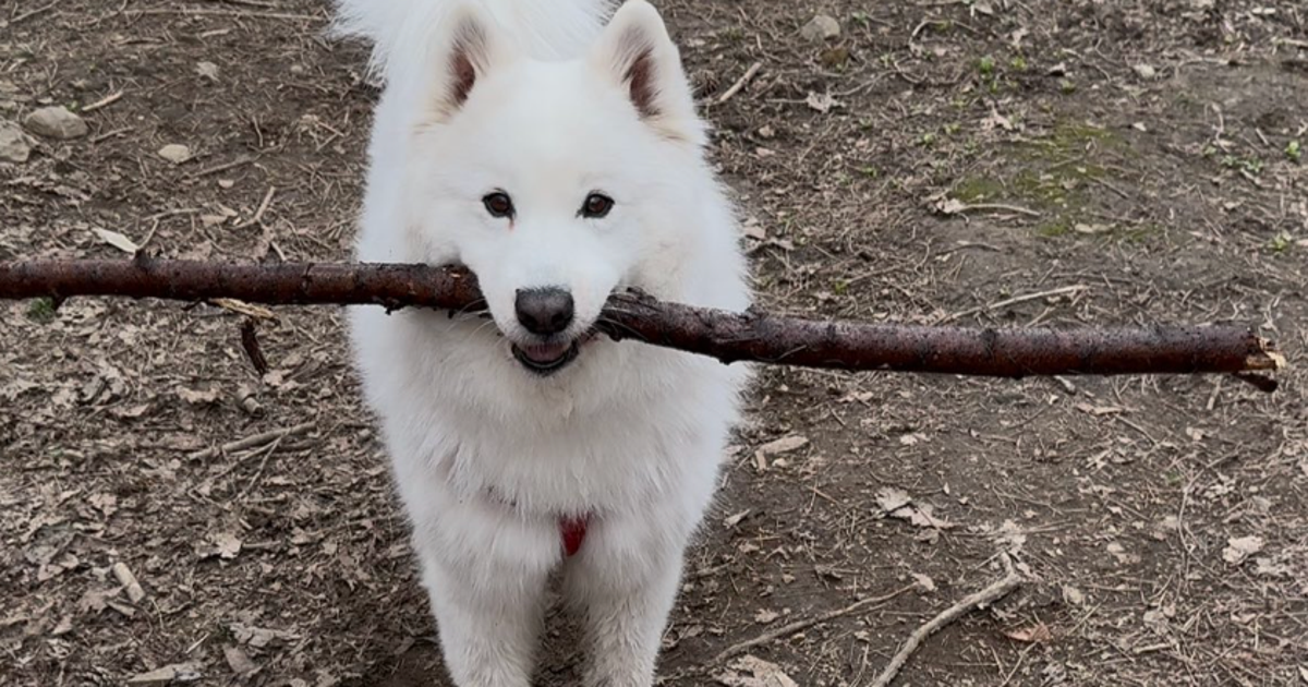 木を持ち帰りたいイヌVS置いて帰ってほしい飼い主→まさかのフェイント「賢い」「めっちゃ可愛い」148万回表示