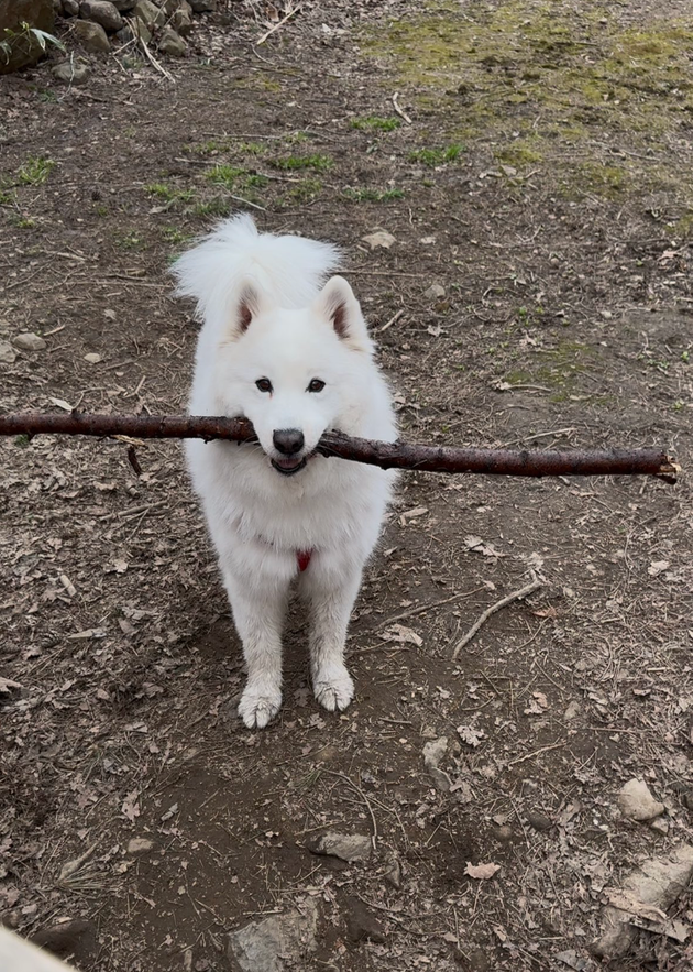 木の棒を持ち帰ろうとするSKIくん