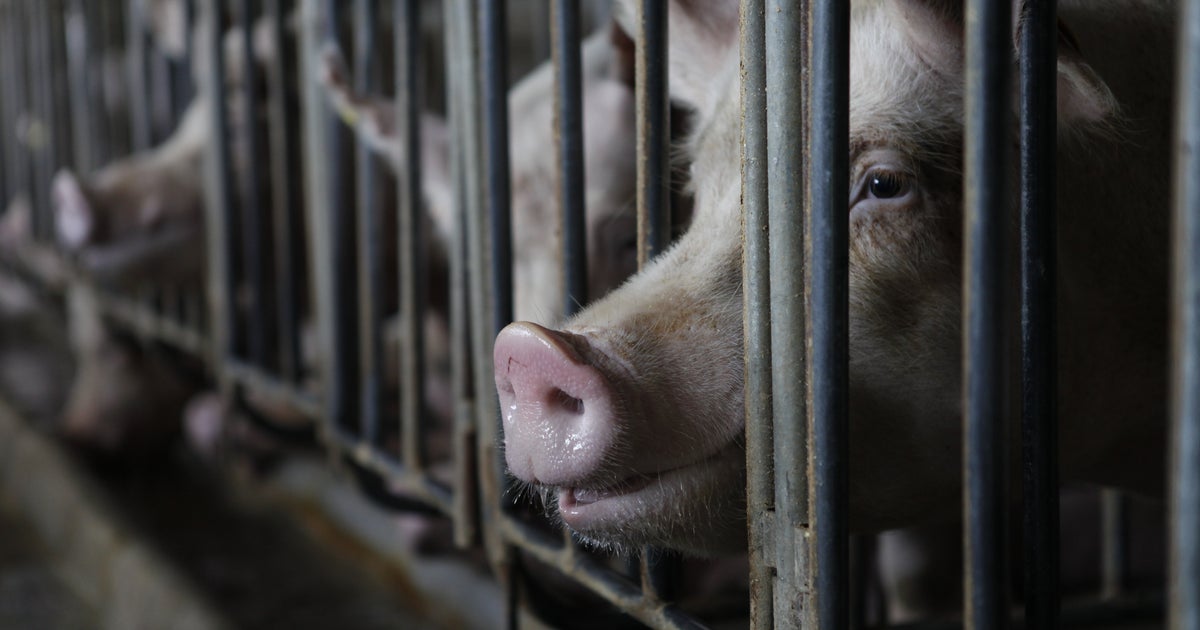 GOP Bill Could Condemn Pigs To Life Inside Crates So Small They Can't Turn Around