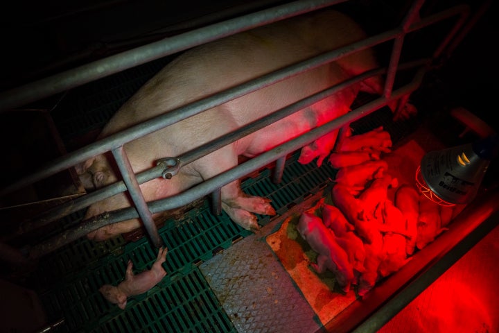 A pig at a German farm inside a farrowing crate with her piglets nearby.