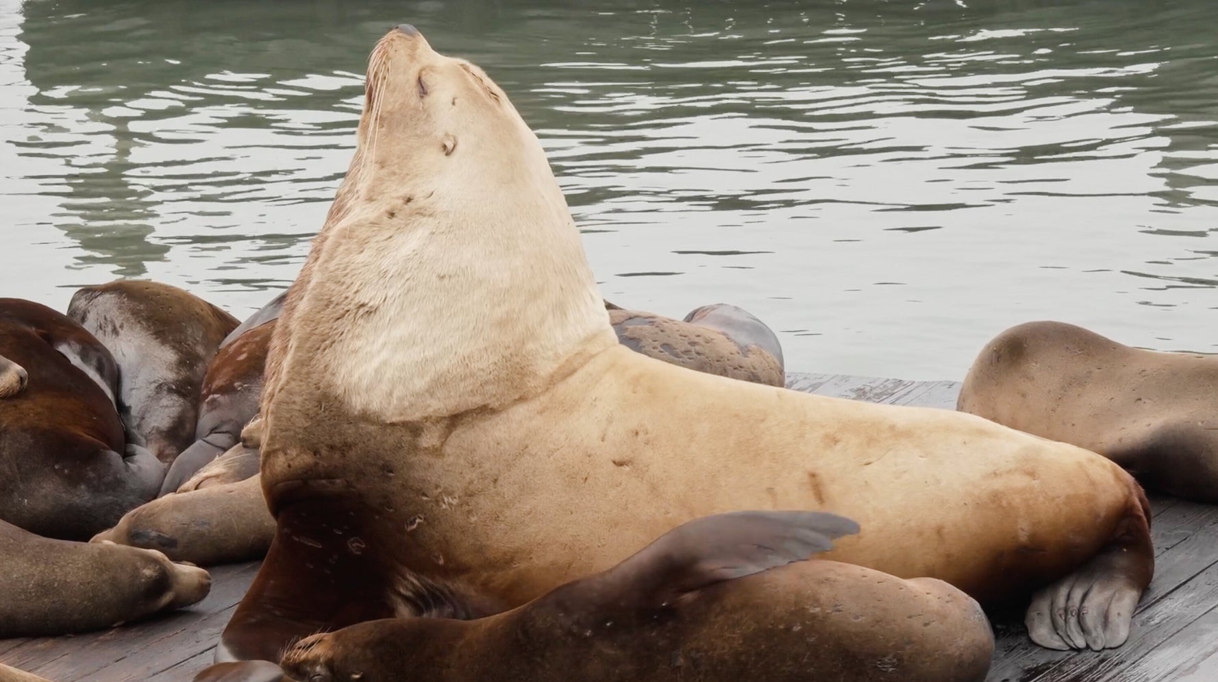 Giant Sea Lion 'Chonkers' Wins Hearts at San Francisco's Pier 39