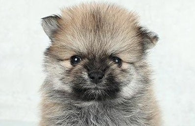 子犬から成犬で「可愛い」以外は激変…！ビフォーアフターに「本人確認、突破できないだろ」