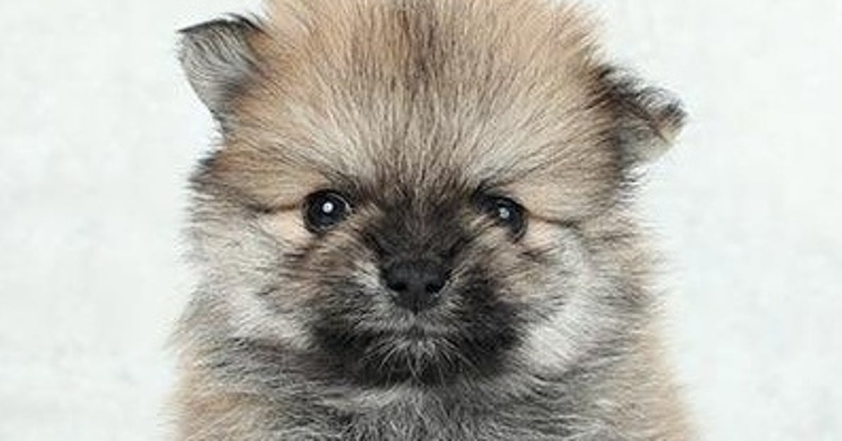 子犬から成犬で「可愛い」以外は激変…！ビフォーアフターに「本人確認、突破できないだろ」
