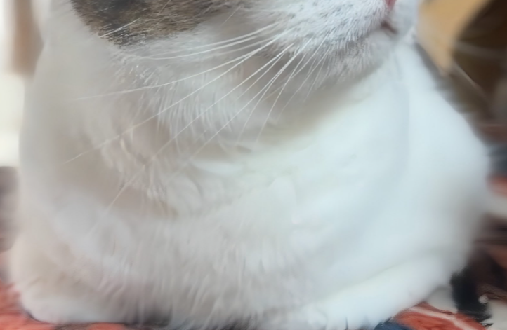 夫が呼ぶと「塩対応」の猫⇒では妻だと…？あまりの豹変ぶりに「めちゃくちゃ露骨」と爆笑
