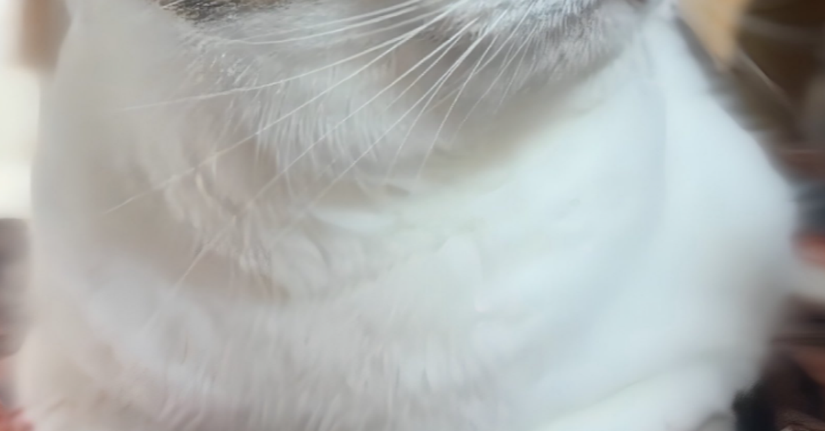 夫が呼ぶと「塩対応」の猫⇒では妻だと…？あまりの豹変ぶりに「めちゃくちゃ露骨」と爆笑