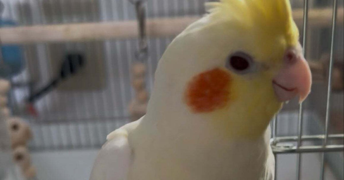 「あ゛あ゛あ゛あ゛」くしゃみをした後のオカメインコにSNS共感→「あるあるですね」「お目目が」の声