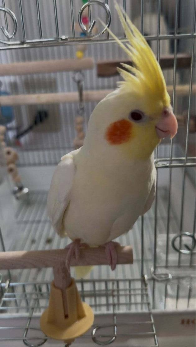 菊丸ちゃん