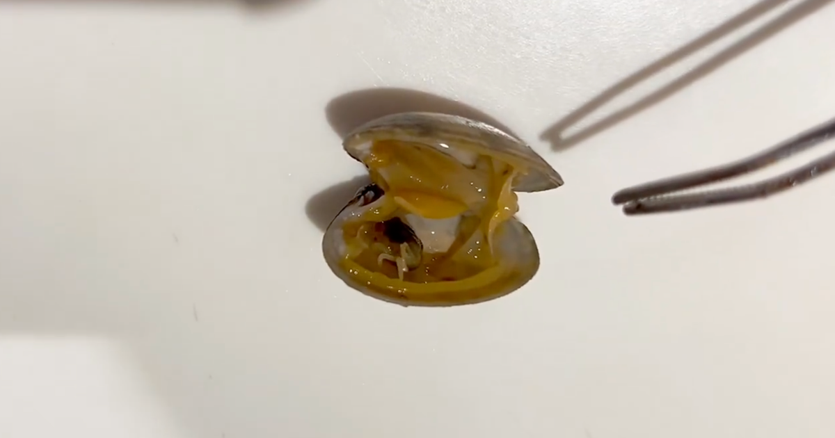 「アサリを開けたらカニが出てきた」水槽に入れると……まさかの変化に衝撃「ええええ！？ そんな事…」「初めて見た」