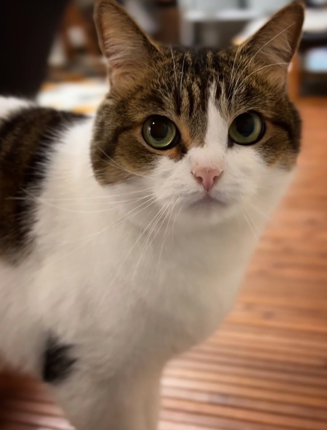ママに呼ばれて嬉しそうな猫ちゃん。でもパパが呼ぶと…？ まさかの顔に「差が激しすぎる」「ちゃんと聞き分けてる」と反響