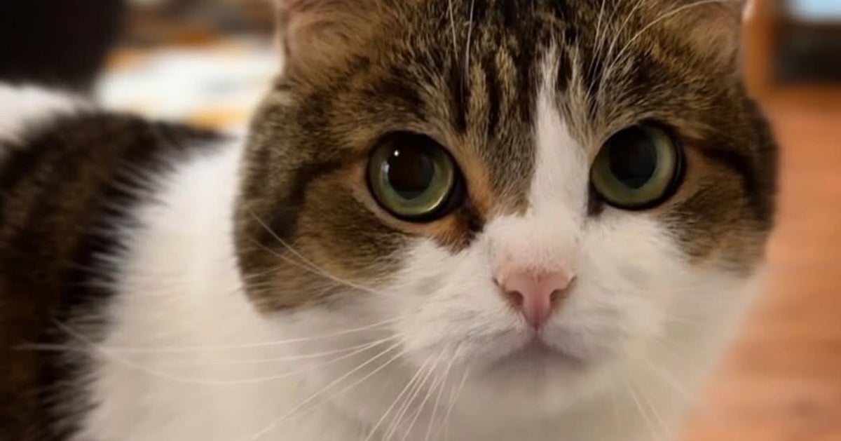 ママに呼ばれて嬉しそうな猫ちゃん。でもパパが呼ぶと…？ まさかの顔に「差が激しすぎる」「ちゃんと聞き分けてる」と反響