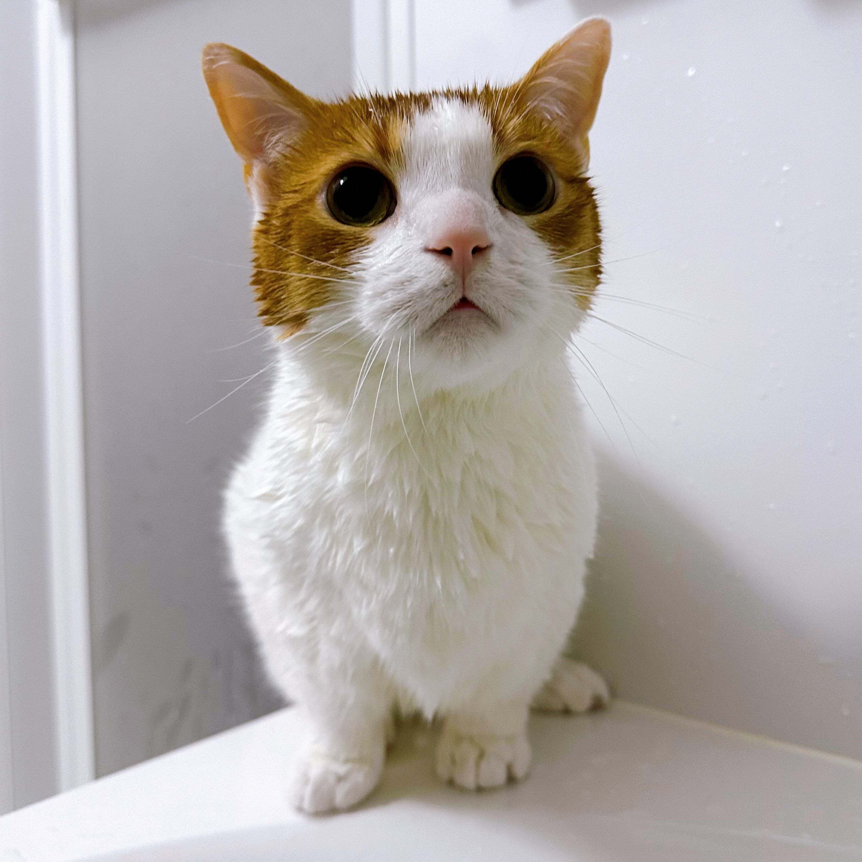 「ﾄﾞｳﾙﾙﾙﾝ…ﾄﾞｩﾙﾙﾙﾙ…」変わった夢を見た原因は猫！？ 可愛すぎる“音”に大反響「猫エンジン」「着信音にしたい」