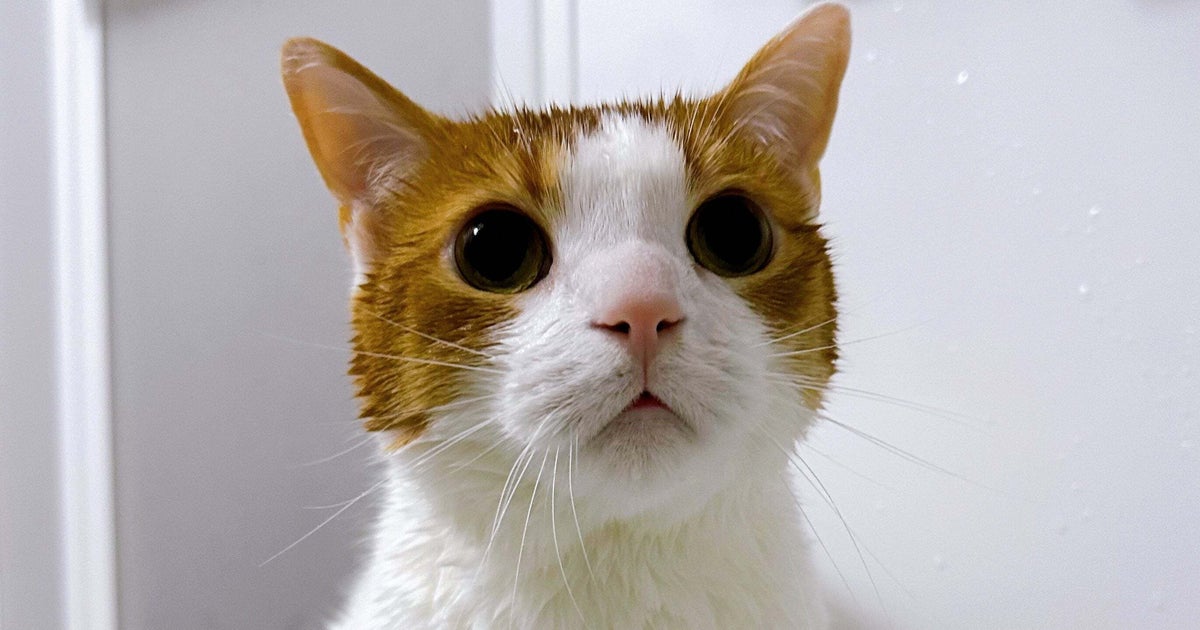 「ﾄﾞｳﾙﾙﾙﾝ…ﾄﾞｩﾙﾙﾙﾙ…」変わった夢を見た原因は猫！？ 可愛すぎる“音”に大反響「猫エンジン」「着信音にしたい」