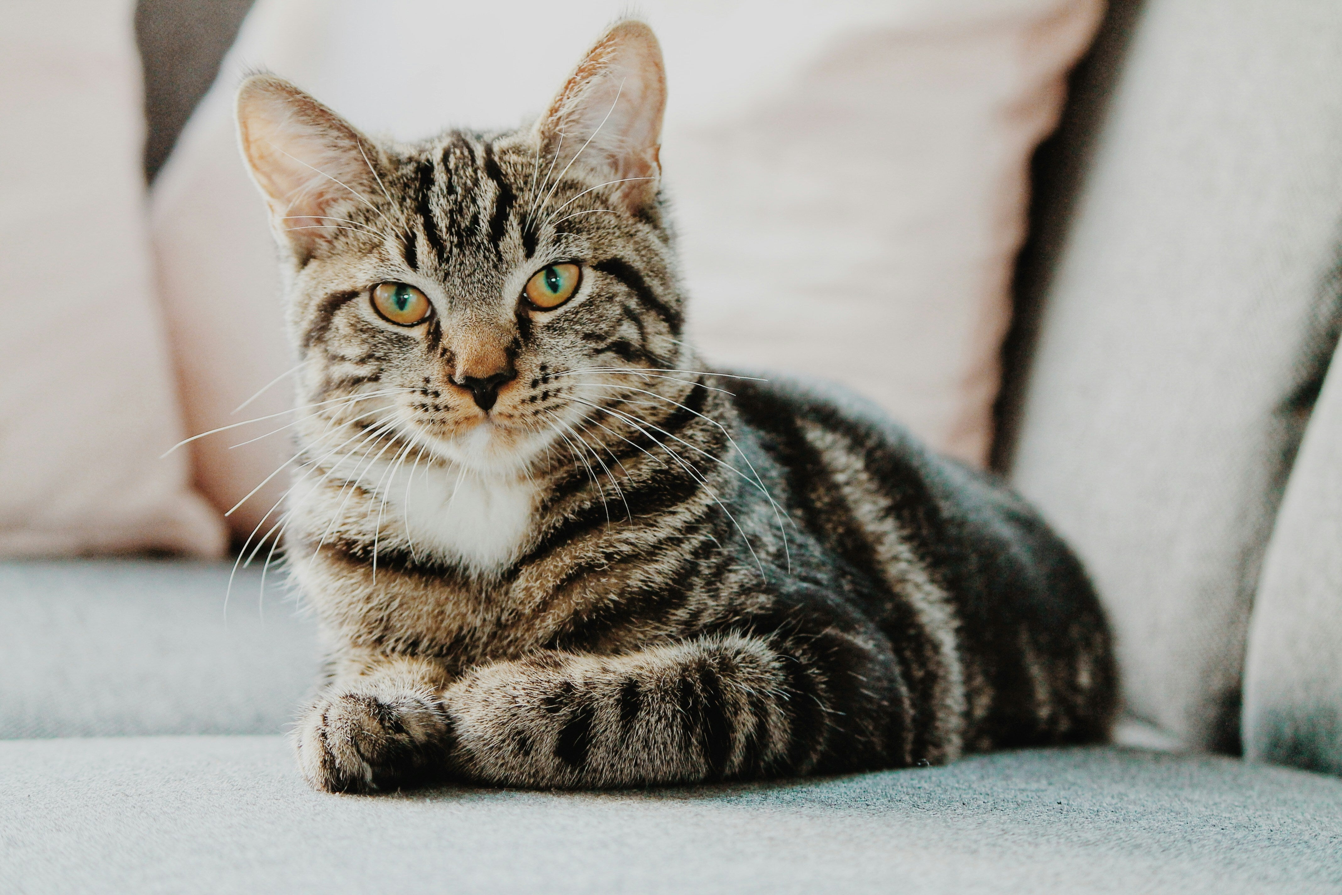 Pet Experts Reveal The Easiest Way To Help Your Cat Live Longer