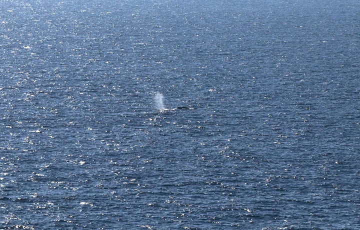 An aerial photo taken on May 2, 2026 shows a whale believed to be Timmy offshore near Skagen after being released from the barge. 