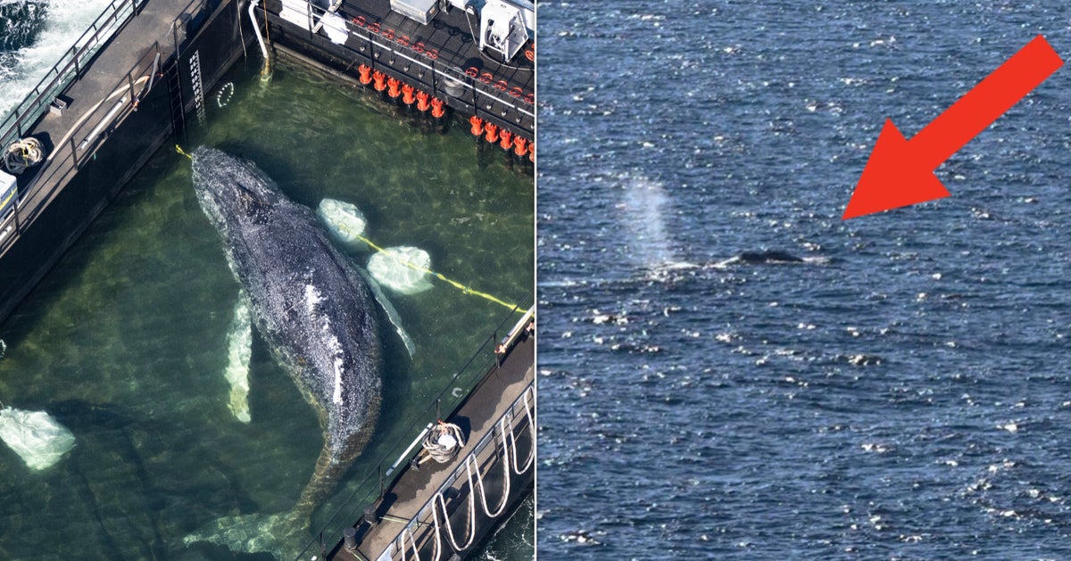 Formerly Stranded Whale Is Swimming Free After Dramatic Barge Rescue