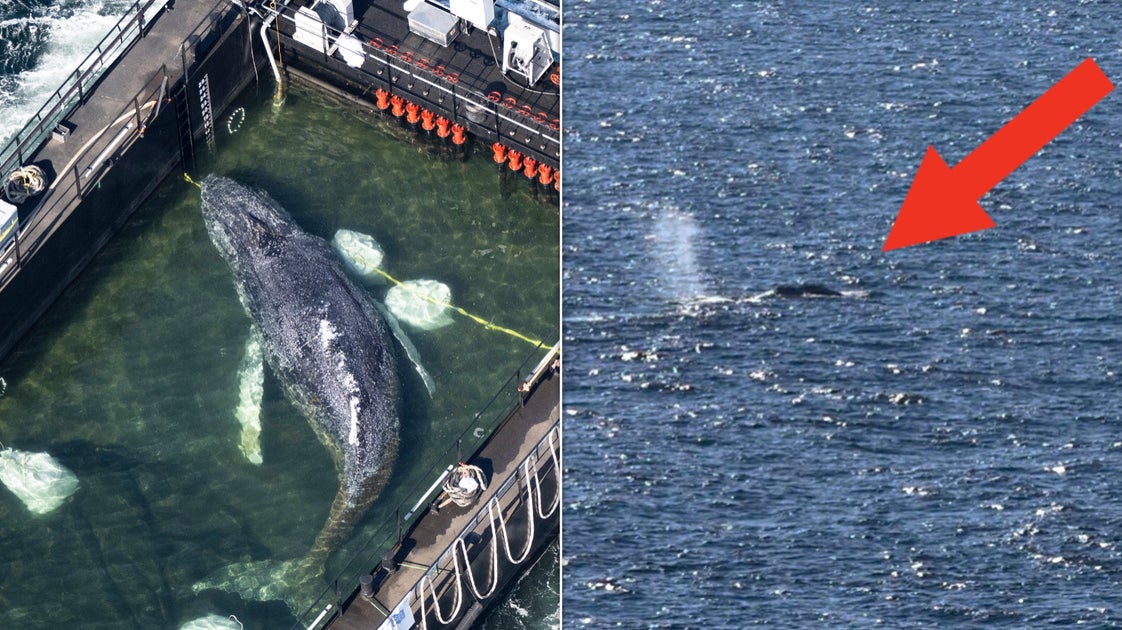 Formerly Stranded Whale Is Swimming Free After Dramatic Barge Rescue
