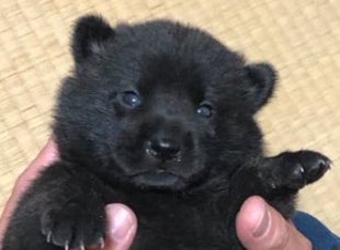 「小熊みたい」な子犬が成長したらこうなる⇨手のひらサイズだった甲斐犬のビフォアフに「どっちも最高！」