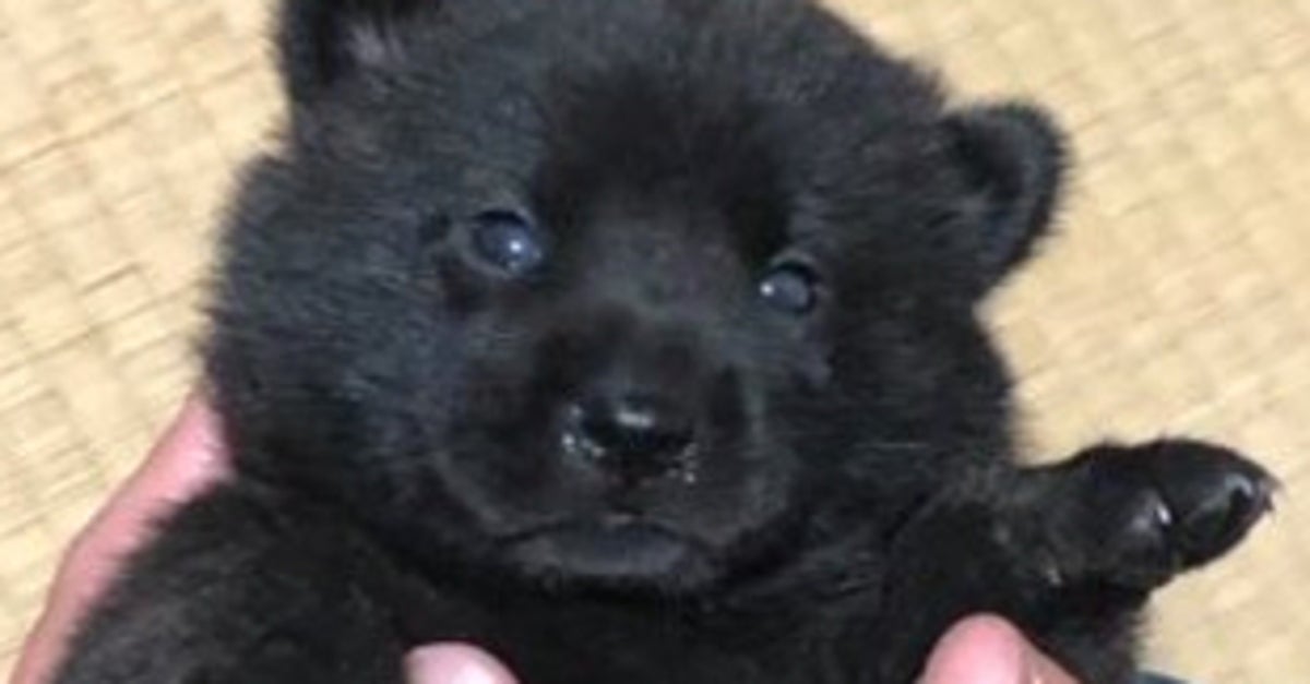 「小熊みたい」な子犬が成長したらこうなる⇨手のひらサイズだった甲斐犬のビフォアフに「どっちも最高！」