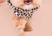 愛犬の誕生日に家族写真を撮影したら…⇨最高すぎる仕上がりに「あまりにも良すぎて滅」
