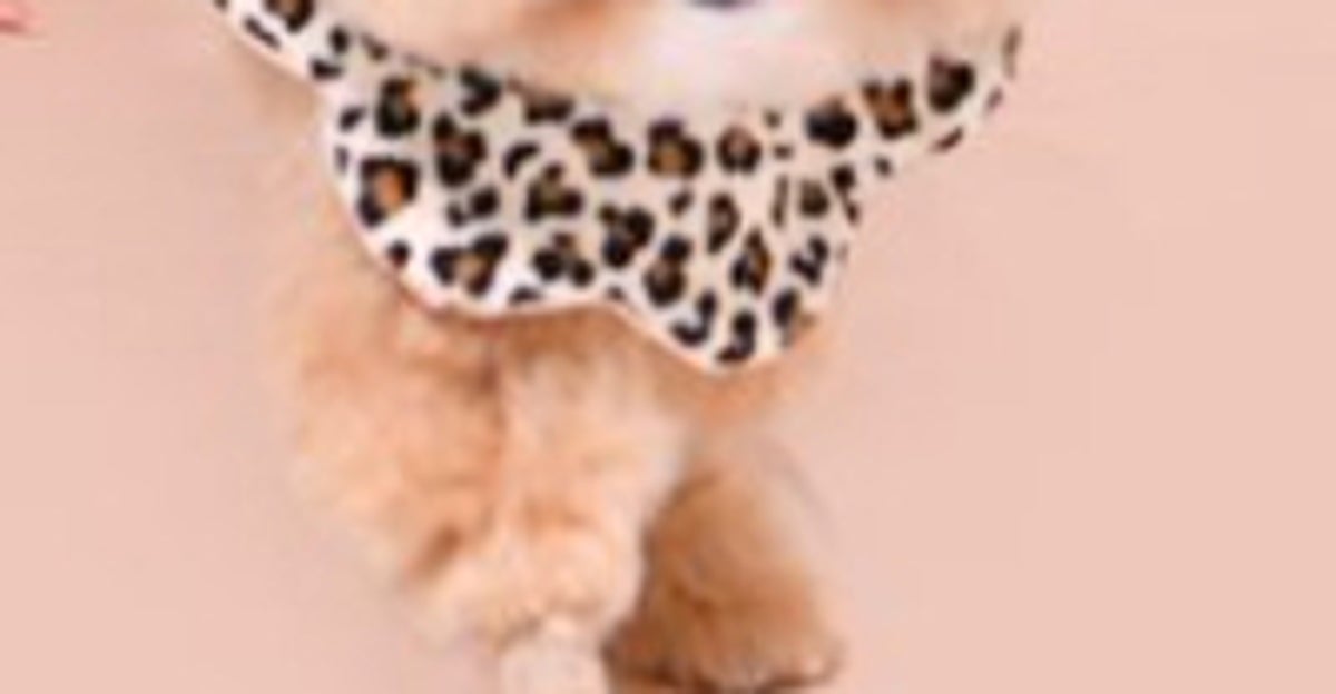 愛犬の誕生日に家族写真を撮影したら…⇨最高すぎる仕上がりに「あまりにも良すぎて滅」