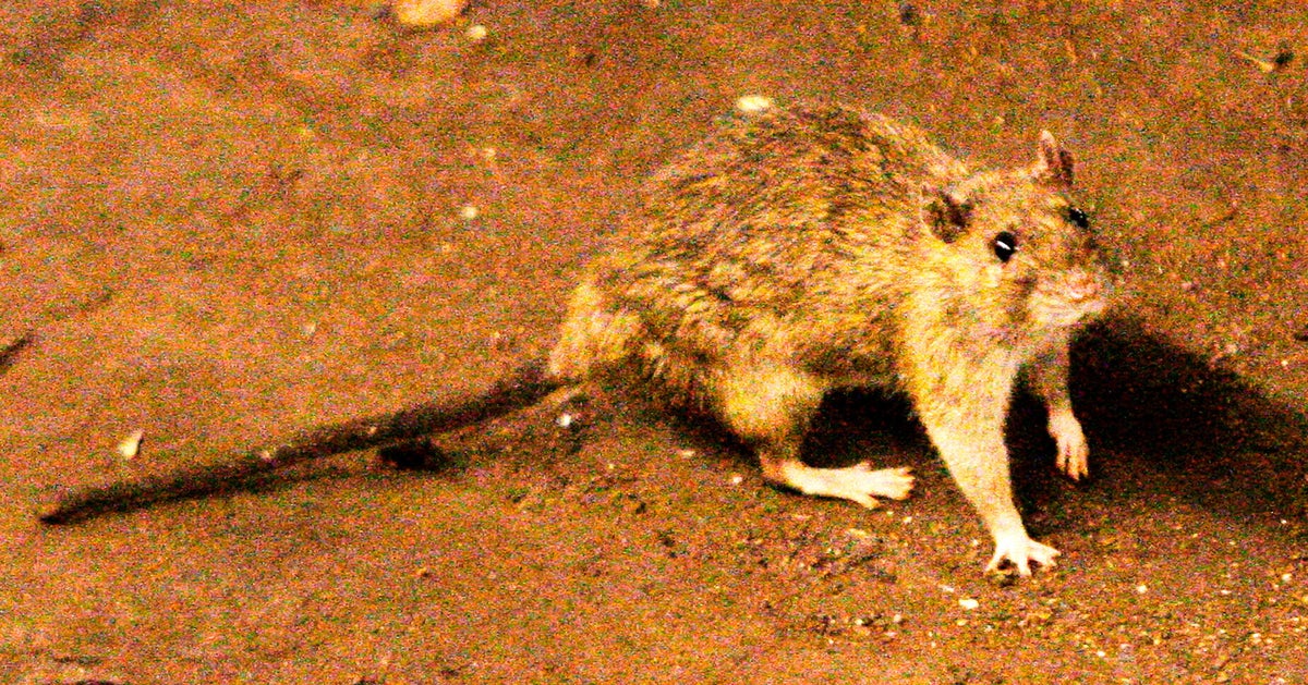Suspected Outbreak Of Rare Hantavirus On Cruise Ship In Atlantic Ocean Kills 3 People
