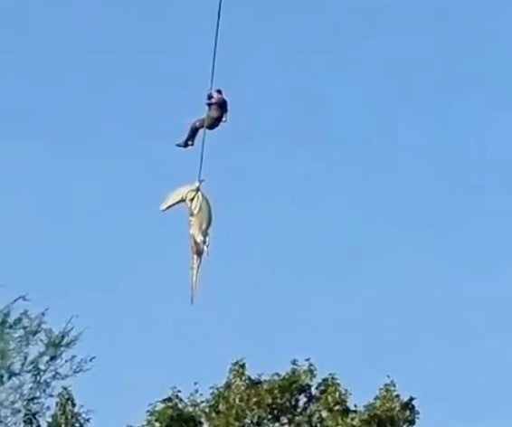 ワニに食べられた人物の遺体、川からワニごとヘリで引き上げ収容。ヘリから吊り下がった警察官が川から確保（南アフリカ）
